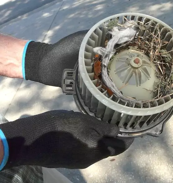 About Air Duct Mice Removal in Missouri City, TX